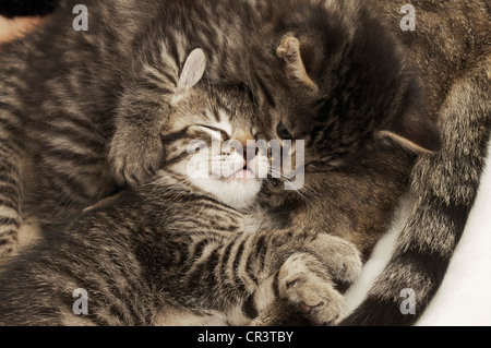 Kitten cuddling with mother cat Stock Photo