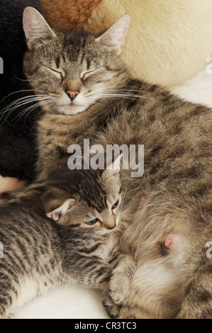 Dozing mother cat lying down with kitten looking at teats Stock Photo