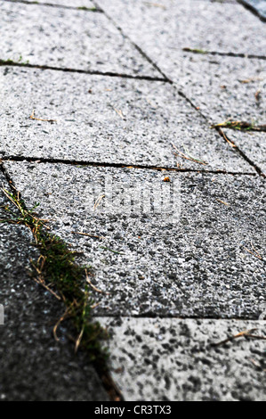 Grass growing between paving stones Stock Photo