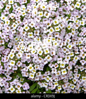 Close up image of alyssum flowers Stock Photo