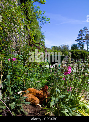 A chicken broods in a flower bed at Canna House garden, Small Isles, Scotland Stock Photo