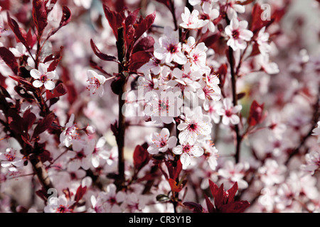 Flowers the cherry plum (Prunus cerasifera) Stock Photo