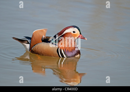 MALE MANDARIN DUCK (aix galericulata) ON WATER. SPRING. UK Stock Photo