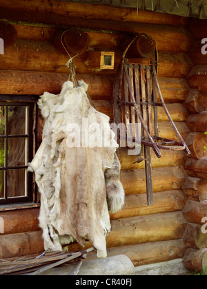 Norway, Lapland, Finnmark County, Karasjok, Engholm Husky Stock Photo