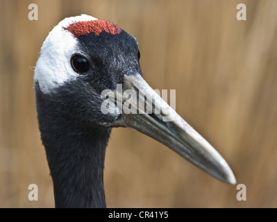 Portrait of Red-crowned Crane, Japanese Crane or Grus japonensis Stock Photo