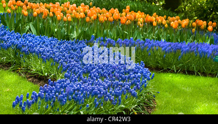 Blue common grape hyacinth in spring with orange tulips Stock Photo