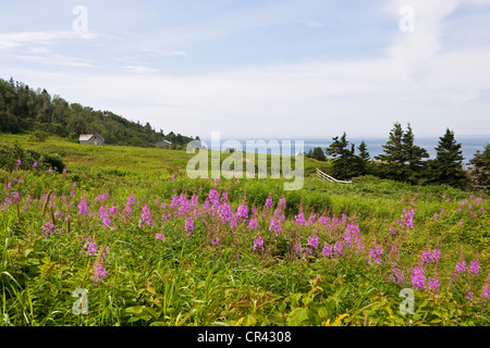 Canada, Quebec Province, Gaspesie, Ile Bonaventure (Bonaventure Island) Stock Photo