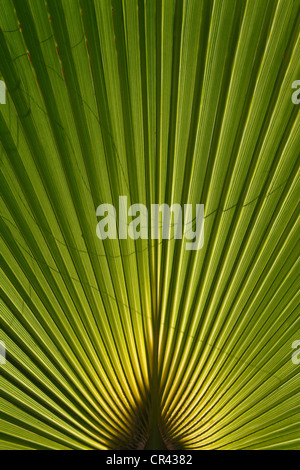 Palm frond, Menorca, Spain, Europe Stock Photo