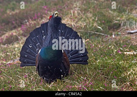 Western Capercaillie or Wood Grouse (Tetrao urogallus) Stock Photo