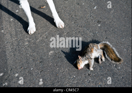 Squirrel killed by dog Stock Photo