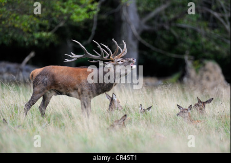 Red Deer (Cervus elaphus), dominant stag with harem or group of hinds, Klampenborg, Copenhagen, Denmark, Scandinavia, Europe Stock Photo