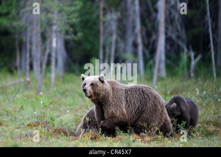Brown bears (Ursus arctos), female with two cubs in a Finnish marsh, Martinselkonen, Karelia, eastern Finland, Finland, Europe Stock Photo