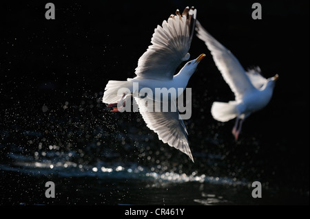 European Herring Gulls (Larus argentatus) flying over water, backlight, Flatanger, Nordtrondelag, Norway, Scandinavia, Europe Stock Photo