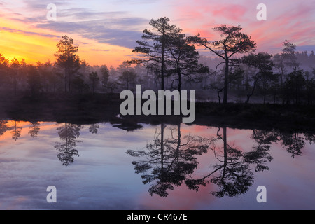 Early morning, dawn, in the swamp, Dalarna, Sweden, Scandinavia, Europe Stock Photo