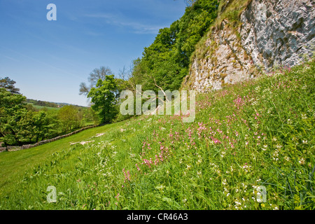 Limestone in Dovedale, Derbyshire Stock Photo