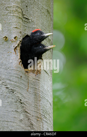 Black Woodpecker (Dryocopus martius), young birds shortly before flying out, Biosphaerenreservat Schwaebische Alb or Swabian Stock Photo
