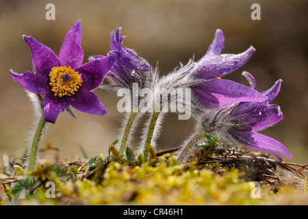 Pasque Flower (Pulsatilla vulgaris), flowering group, Swabian Mountains Biosphere Reserve, UNESCO World Heritage Site Stock Photo