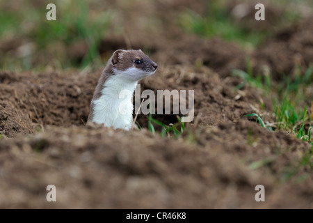 Ermine, Stoat, Short-tailed weasel (Mustela erminea), running with a ...