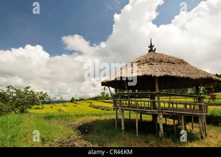 Rice terraces, Pacung, Bali, Indonesia, Asia Stock Photo