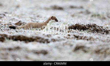 Stoat, ermine or short-tailed weasel (Mustela erminea), in summer coat and with mouse, with hoar frost, standing up, Stock Photo