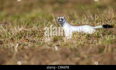 Stoat, ermine or short-tailed weasel (Mustela erminea) in winter coat, Biosphaerenreservat Schwaebische Alb biosphere reserve Stock Photo