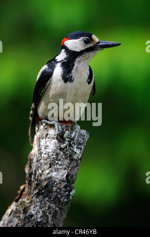 Great Spotted Woodpecker (Dendrocopos major), male perched on a birch trunk, Karelia, Eastern Finland, Finland, Europe Stock Photo