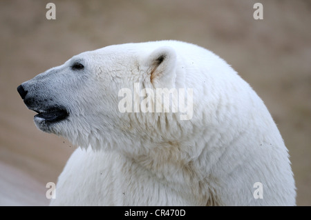 Polar bear (Ursus maritimus), portrait, Karelia, Eastern Finland, Finland, Europe Stock Photo