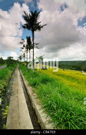 Rice terraces, Pacung, Bali, Indonesia, Asia Stock Photo