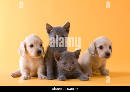 Two Russian Blue Kittens and Two Dachshund Puppies Stock Photo