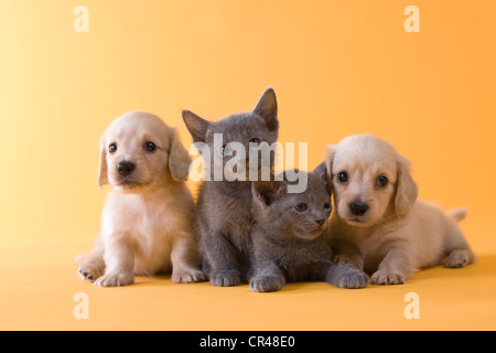 Two Russian Blue Kittens and Two Dachshund Puppies Stock Photo