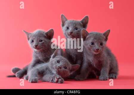 Four Russian Blue Kittens Stock Photo