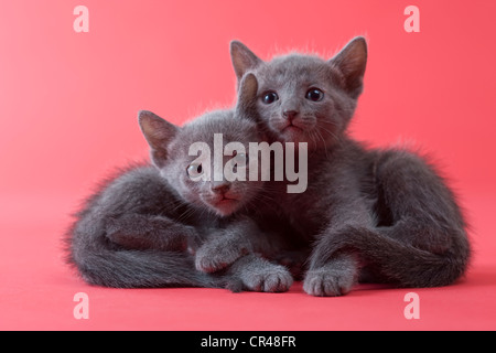 Two Russian Blue Kittens Stock Photo