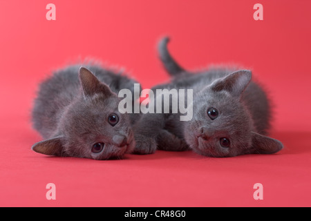 Two Russian Blue Kittens Stock Photo