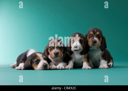 Four Basset Hound Puppies Stock Photo