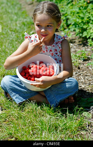 Girl on raspberry farm, eating freshly picked raspberries from a bowl, Bavaria, Germany, Europe Stock Photo