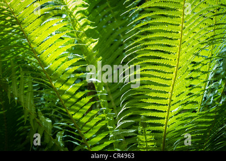 Closeup green fern leaf in formal Garden Stock Photo