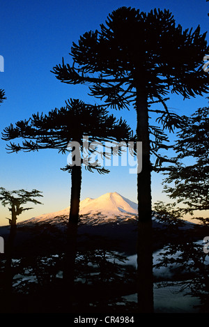 Chile, Los Lagos region, Araucania Province, Conguillio National Park, araucaria forest at the bottom of Llaima volcano Stock Photo