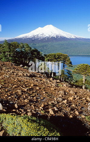 Chile, Los Lagos Region, Araucania Province, Conguillio National Park, araucaria forest at the bottom of Llaima volcano Stock Photo