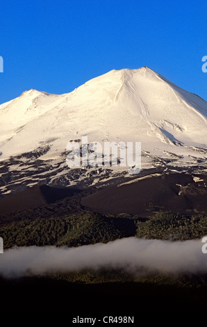 Chile, Los Lagos Region, Araucania Province, Conguillio National Park, araucaria forest at the bottom of Llaima volcano Stock Photo