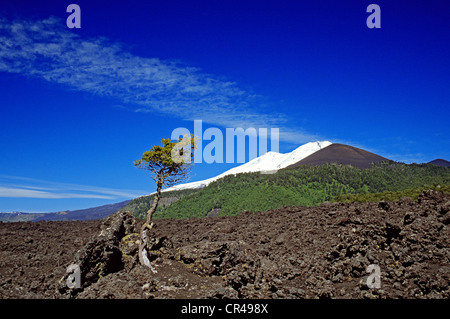 Chile, Los Lagos Region, Araucania Province, Conguillio National Park, lava field at the bottom of Llaima volcano Stock Photo