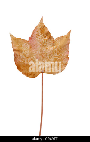Vine leaf, Japanese creeper, Boston ivy, Grape ivy, or Japanese ivy (Parthenocissus tricuspidata), brown-yellow autumn leaf Stock Photo