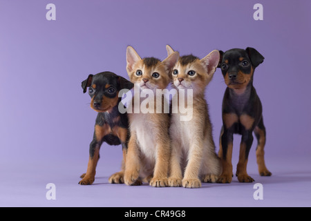 Two Abyssinian Kittens and Two Miniature Pinscher Puppies Stock Photo