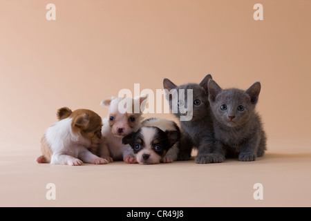 Two Russian Blue Kittens and Three Chihuahua Puppies Stock Photo