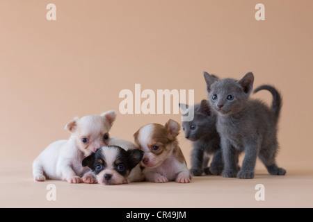Two Russian Blue Kittens and Three Chihuahua Puppies Stock Photo
