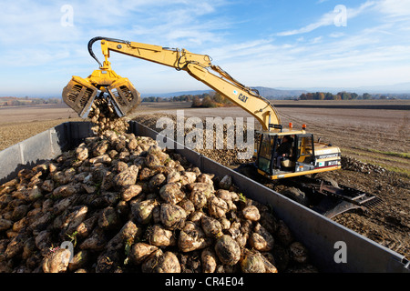 Sugar beet harvesting, Limagne plain, Puy de Dome, Auvergne, France, Europe Stock Photo