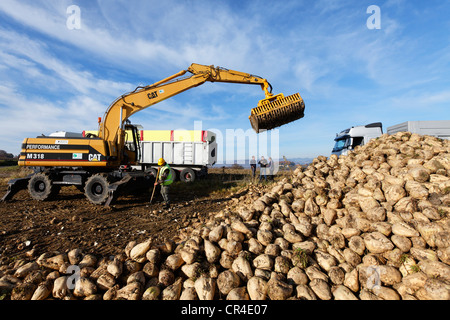 Sugar beet harvesting, Limagne plain, Puy de Dome, Auvergne, France, Europe Stock Photo