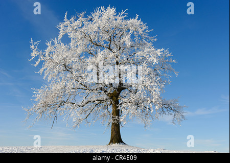 Tree with hoarfrost near Muensing, Upper Bavaria, Bavaria, Germany, Europe Stock Photo