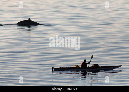 Canoe and Common minke whale or Northern minke whale (Balaenoptera acutorostrata), Cap Bon Desir, whale route Stock Photo
