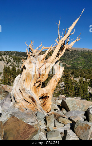 Dead and weathered ancient Bristlecone pine (Pinus longaeva) at Mount Wheeler, Great Basin National Park, Nevada, USA Stock Photo