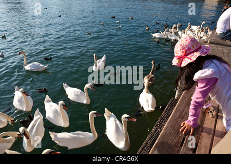 Switzerland, Zurich, the Zurich lake, young girl feeding swans Stock Photo